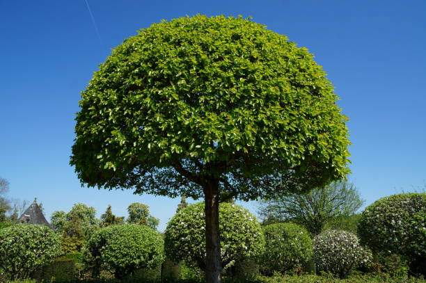 istock round green tree in front of deep blue sky 849331218