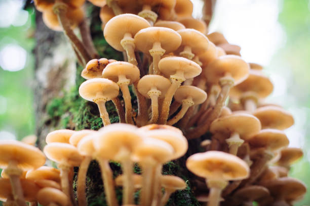 istock mushrooms honey agarics in a forest on a tree 849332214