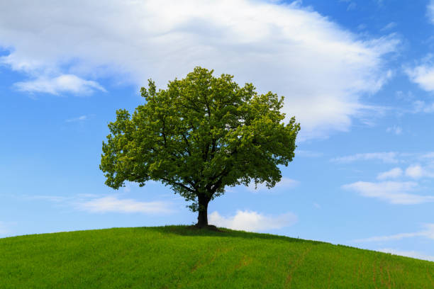 istock Tuscany landscape, beautiful green hills and lonely tree springtime 849332880