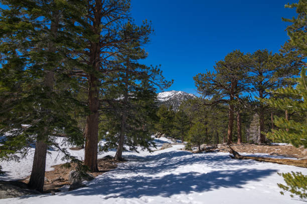 istock San Jacinto Mountain, Riverside County, California, USA 849335012