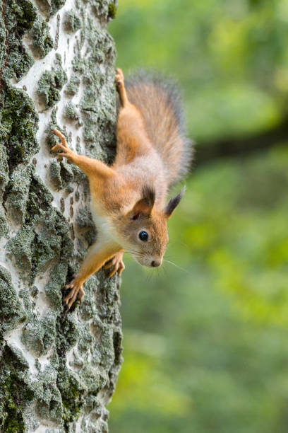 istock red squirrel on a branch in summer 849336322
