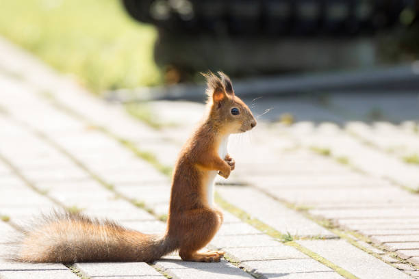 istock red squirrel on a branch in summer 849336754