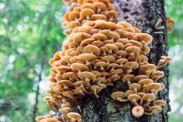 istock mushrooms honey agarics in a forest on a tree 849337496