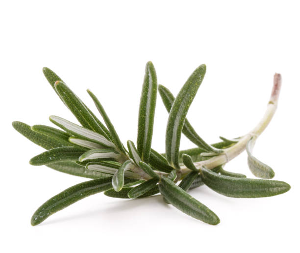 istock rosemary herb spice leaves isolated on white background cutout 849337814