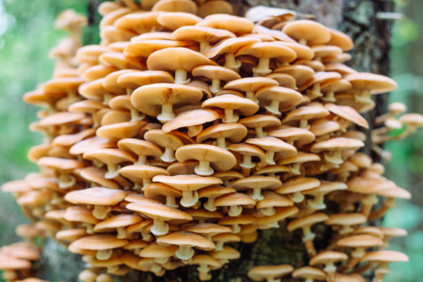 istock mushrooms honey agarics in a forest on a tree 849340498