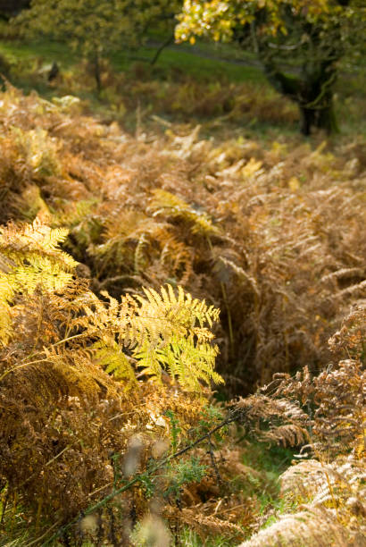 istock Autumn woodland scenic 849340554