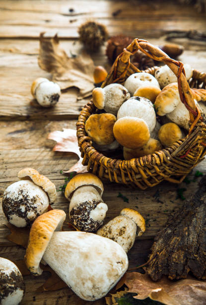 istock Mushrooms on wood 849341792
