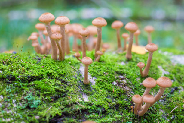 istock mushrooms honey agarics in a forest on a tree 849342126