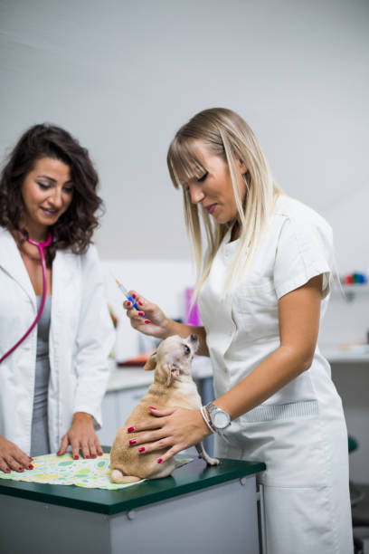 istock Teamwork veterinarian examining the sick dog 849348796