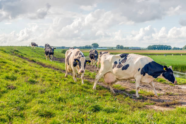 mucche sulla strada per la sala di mungitura - bestiame bovino di friesian foto e immagini stock