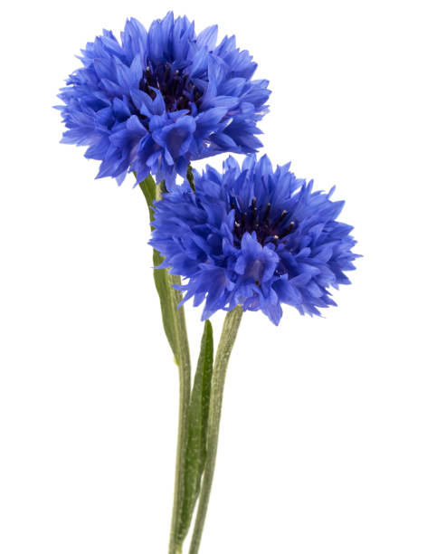 istock Blue Cornflower Herb or bachelor button flower head isolated on white background cutout 849350482