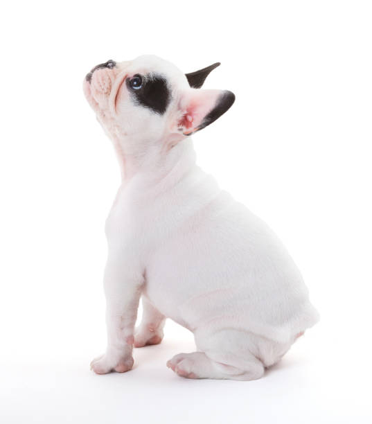 istock French puppy bulldog, isolated 849357090