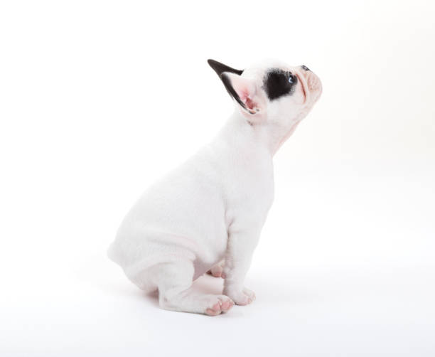 istock French puppy bulldog, isolated 849357166