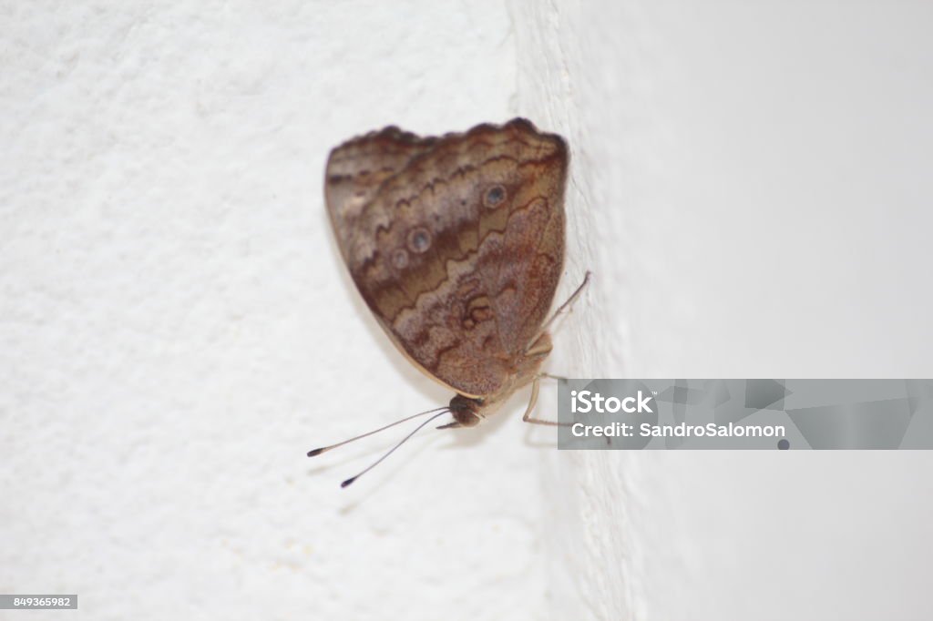 gemeinsamen Buckeye Schmetterling - Iunonia evarete - Lizenzfrei Bildhintergrund Stock-Foto