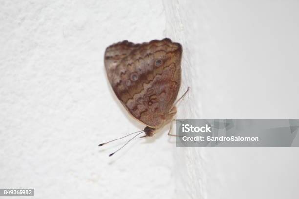 Gemeinsamen Buckeye Schmetterling Iunonia Evarete Stockfoto und mehr Bilder von Bildhintergrund