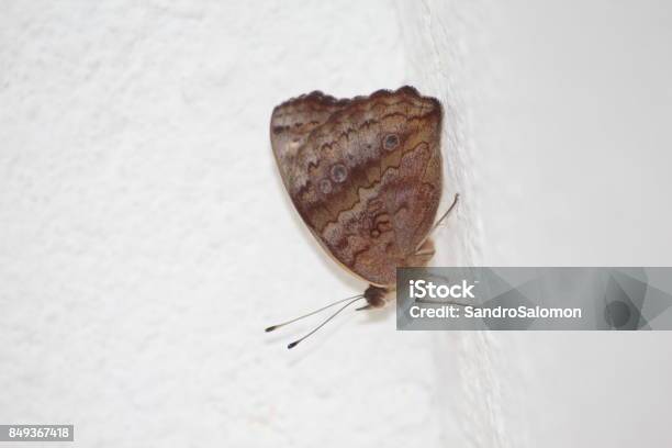 Gemeinsamen Buckeye Schmetterling Iunonia Evarete Stockfoto und mehr Bilder von Bildhintergrund