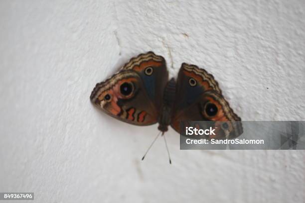 Gemeinsamen Buckeye Schmetterling Iunonia Evarete Stockfoto und mehr Bilder von Bildhintergrund