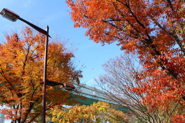 istock Tatsumi's Forest Ocean Park 849367524