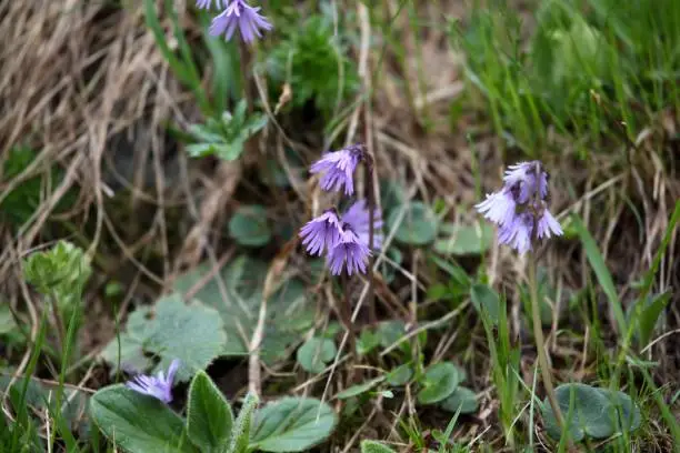 Carpathian Snowbell (Soldanella carpatica) is an endemic flower in the High Tatra Mountains in Slovakia and Poland.