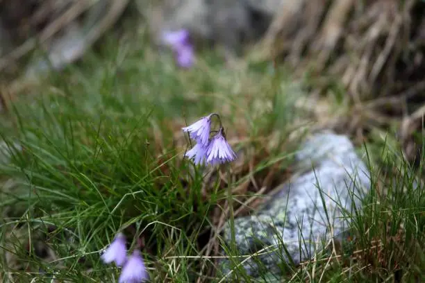 Carpathian Snowbell (Soldanella carpatica) is an endemic flower in the High Tatra Mountains in Slovakia and Poland.