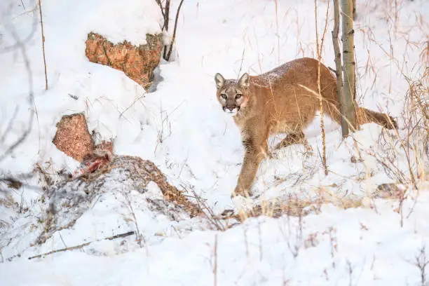 A Colorado Mountain Lion returns to the site of the deer cache after a winter snowfall.