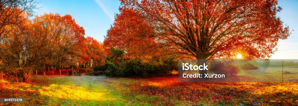 가을 풍경 가을에 대한 스톡 사진 및 기타 이미지 - 가을, 풍경, 나무 - Istock