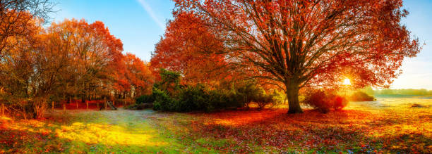 autumn landscape - autumn sun oak tree imagens e fotografias de stock