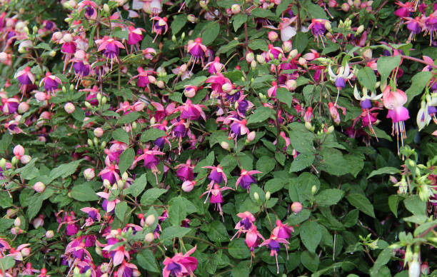 istock Purple Fuscia Flowers. 849372614