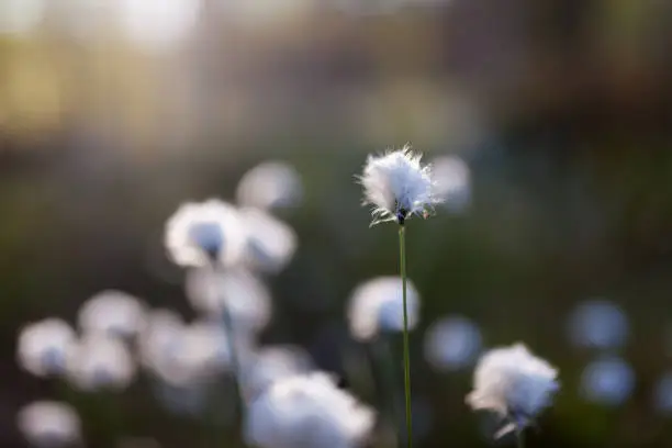 Cotton grass at morning sunlight in forest