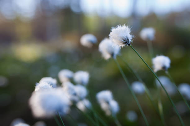 cotton grass at sunlight - cotton grass sedge grass nature imagens e fotografias de stock