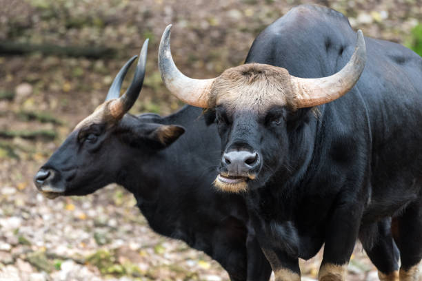 Wild Gaur Gaur Is A Bovine Native To South Asia And Southeast Asia Stock  Photo - Download Image Now - iStock