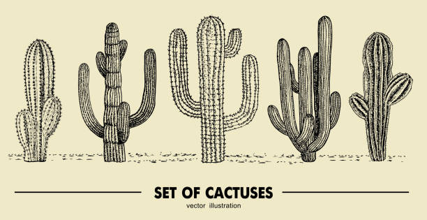 ilustraciones, imágenes clip art, dibujos animados e iconos de stock de conjunto de vector de cactus dibujado mano. boceto de ilustración. diferentes cactus en estilo monocromo - ornamental garden plant tropical climate desert