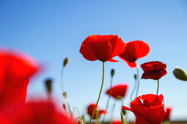 ciel bleu agains coquelicots rouges - poppy flower field corn poppy photos et images de collection