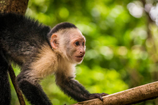 istock Capuchin monkeys in Costa Rica 849377364