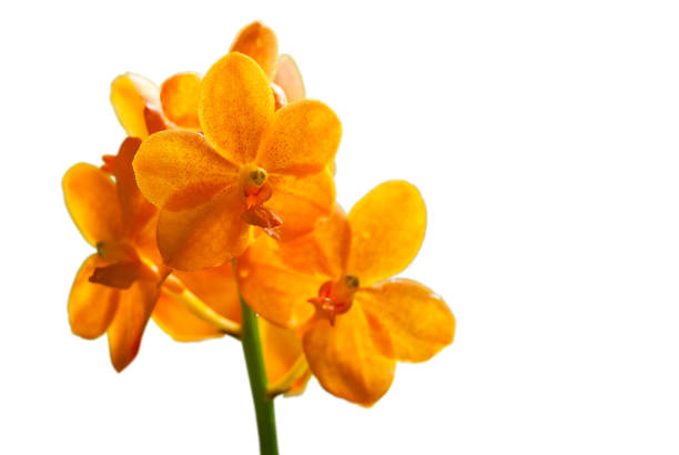 istock Orange ascocentrum miniatum orchid 849377458