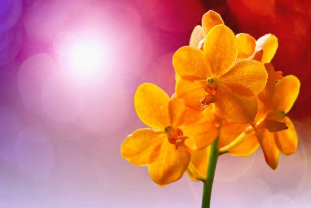Orange ascocentrum miniatum orchid