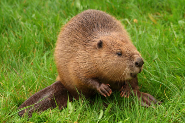 EVA the beaver, a captive Eurasian Beaver (Castor Fiber)