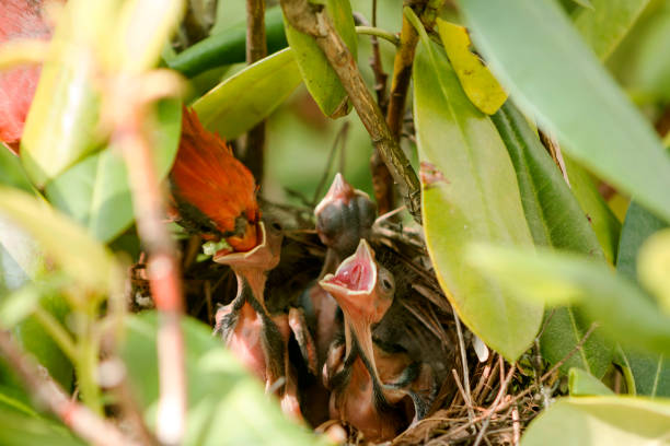istock Four day old cardinal birds being feed in birds nest 849380482