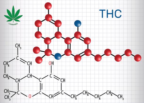 Tetrahydrocannabinol (THC) - structural chemical formula and molecule model. Is the principal psychoactive constituent of cannabis. Sheet of paper in a cage Tetrahydrocannabinol (THC) - structural chemical formula and molecule model. Is the principal psychoactive constituent of cannabis. Sheet of paper in a cage.Vector illustration thc stock illustrations