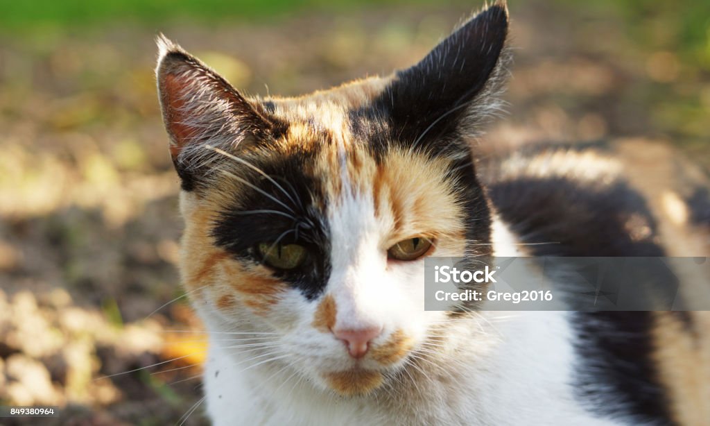 eine bunte Katze - Lizenzfrei Auge Stock-Foto