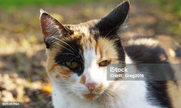 Eine Bunte Katze Stockfoto und mehr Bilder von Auge - Auge, Fell, Fotografie