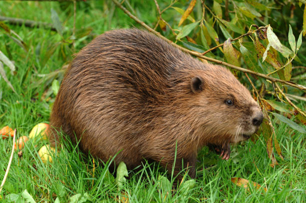 istock Captive British Eurasion Beaver 849381198