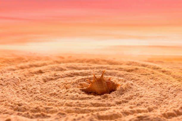 Sea shell on the background of the sky and sand. Concentric circles on the sand, orange sand, sunset