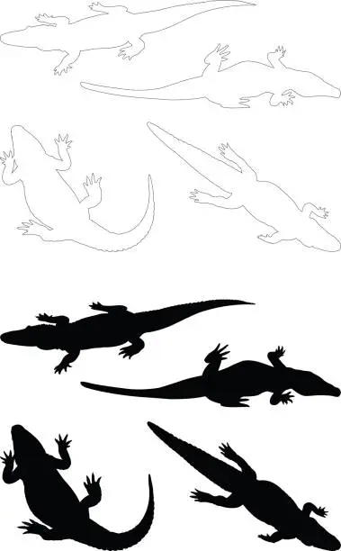 Vector illustration of Alligators silhouette
