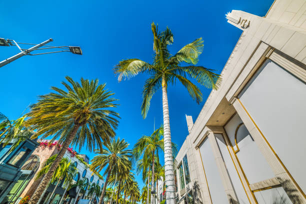 istock Palm trees in Rodeo Drive 849385968