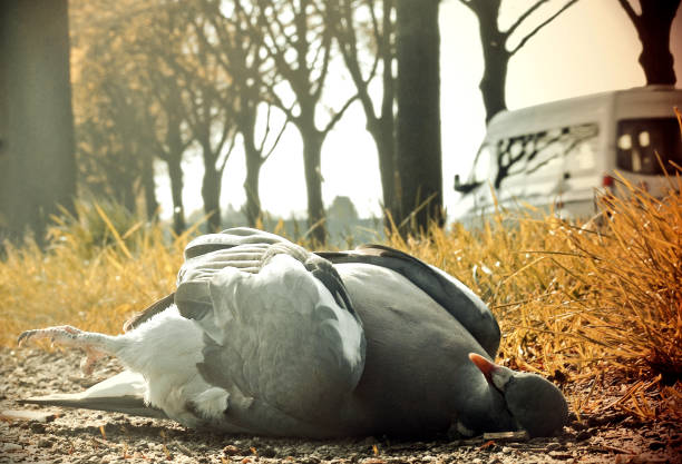 dead pigeon - accident animal bird animal body fotografías e imágenes de stock