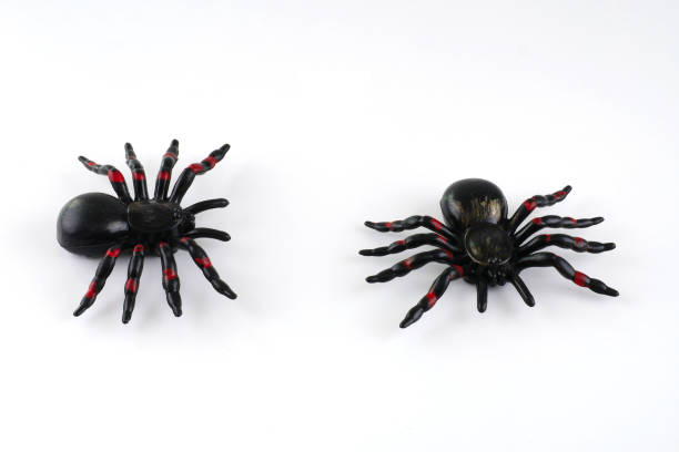 istock Toy spider for halloween decoration isolated on white background 849391018