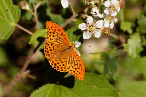 istock Silver washed fritillary butterfly (Argynnis paphia) 849392118