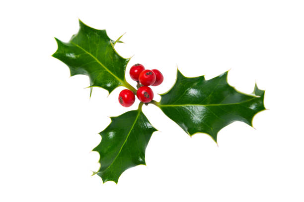istock Sprig of holly isolated on white 849395394