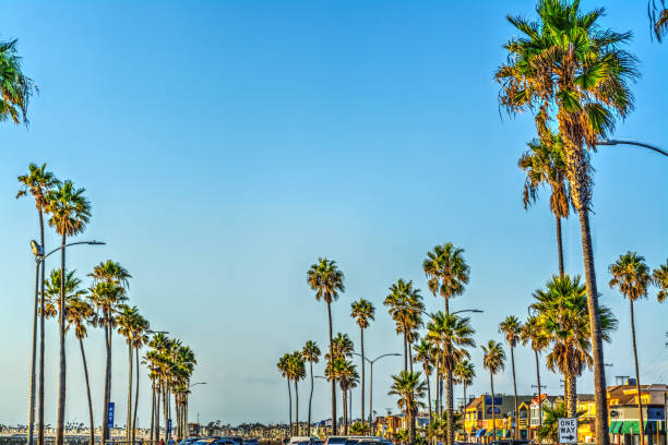 istock Palm trees in Newport Beach 849396382